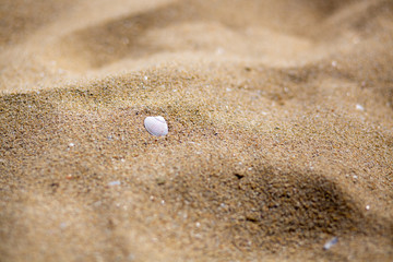 sea shell on the beach