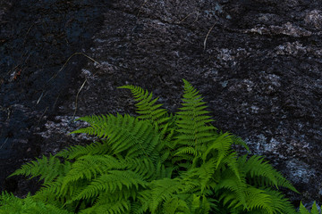Green ferns in a wild forest from Norway