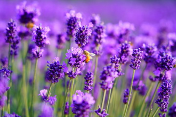 ラベンダーの蜜を吸うハチ / Lavender and bee