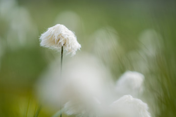 Eriophorum vaginatum, the hare's-tail cottongrass, tussock cottongrass, or sheathed cottonsedge. Photographed in the Norwegian wilderness