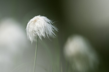 Eriophorum vaginatum, the hare's-tail cottongrass, tussock cottongrass, or sheathed cottonsedge. Photographed in the Norwegian wilderness