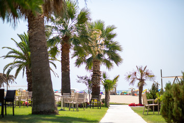 palm trees in the park