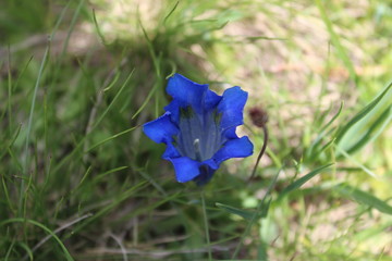 photo d'un fleur bleu rare dans les pyrénées  © asterix 