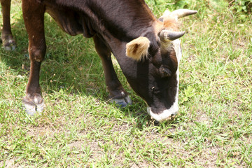 Cow at  green field pasture in summer