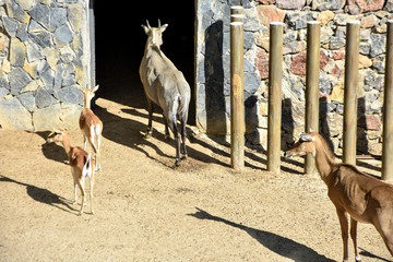 nilgai antelope, boselaphus tragocamelus in a zoo