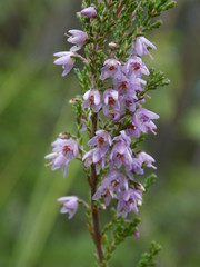 pink flowers in garden