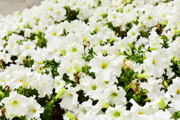 bouquet of white flowers on green background