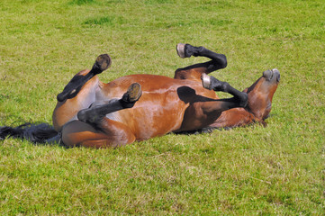 funny beautiful foal rolling in its back in the grass
