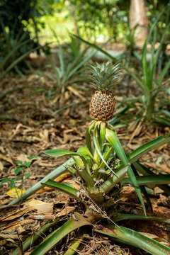 Single pineapple plant