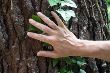 Hands on tree in nature.