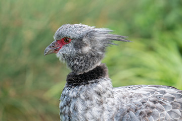 Crested Screamer