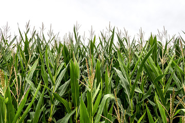 maize, corn, many small male flowers make up the male inflorescence, called the tassel