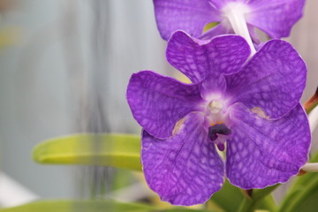 Beautiful gladiolus flower close up