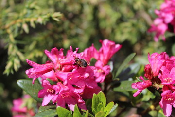 abeille sur fleur rose 