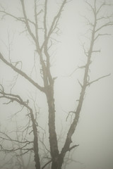 fog
