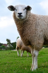 Schaf