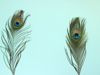 Clothing and home decoration. Beautiful peacock feathers on light blue background. © JuliaTim