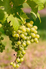 Eine Weinrebe hängt an einem Weinstock