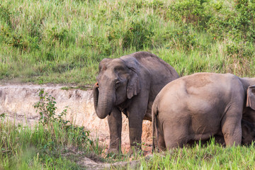 Elephant family in jungle. Cute elephant family view