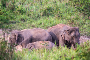 Fototapeta premium Elephant family in jungle. Cute elephant family view