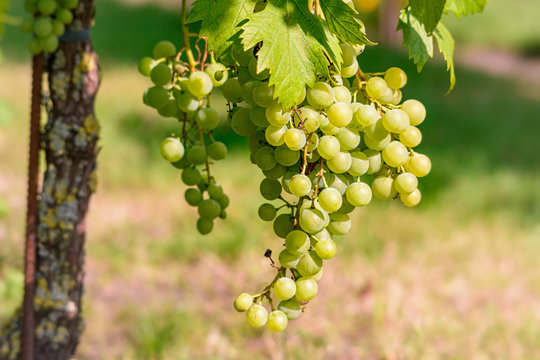 Eine Weinrebe h&auml;ngt an einem Weinstock