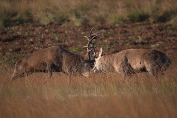 Rutting Red deer stags