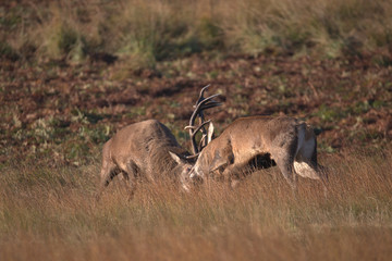 Rutting Red deer stags