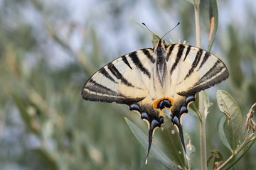 Podalirio - Iphiclides podalirius