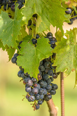 Eine Weinrebe h&auml;ngt an einem Weinstock