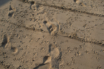 Human and birds footprints on the beach