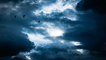 Fototapeta na wymiar birds fly into the storm clouds