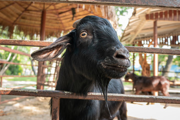 Black goat in the stable