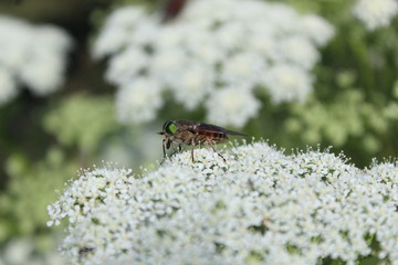 mouche sur une fleur blanche 
