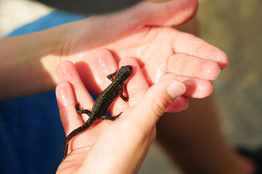 Molch auf Hand von Kind