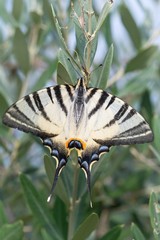 Podalirio - Iphiclides podalirius