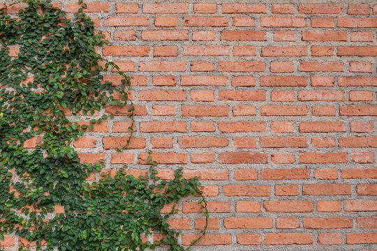 brick wall with Mexican daisy © wachiwit