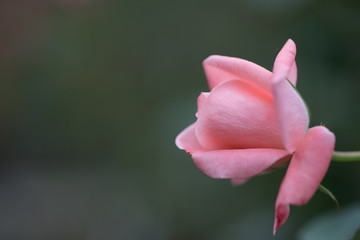 A half-opened pink rose
