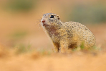 Naklejka na ściany i meble Ground squirrel with blur background