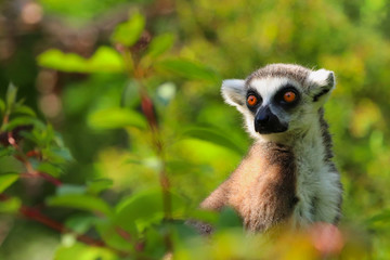 Lemur is sitting in the grass