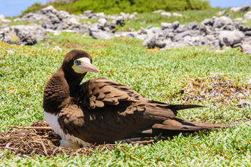  yelow-footed Booby (Sula leucogaster ) mom and unhatched egg in nest, , Los Roques National Park