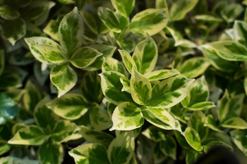 Euonymus fortunei, wintercreeper, spindle or climbing euonymus