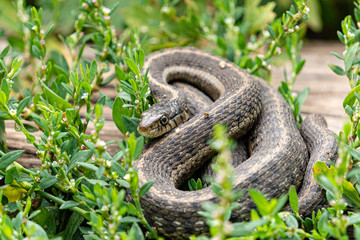 snake in grass