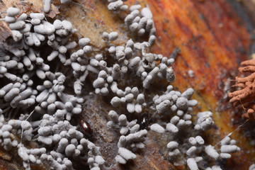 粘菌　シロウツボホコリ