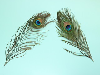Clothing and home decoration. Peacock's feathers on light blue background.