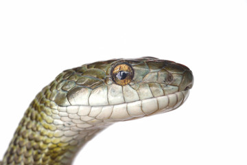 アオダイショウの顔