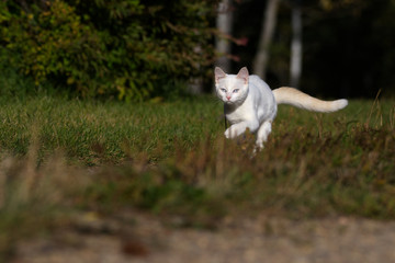 Naklejka na ściany i meble A Cute White Kitten Prowling Through the Grass