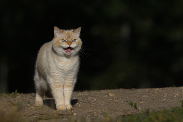 A Frightened Ginger Cat