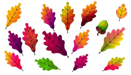 Set of colorful, autumn leaves on a white background. Drawn isolated leaves.