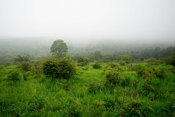 霧の中の木