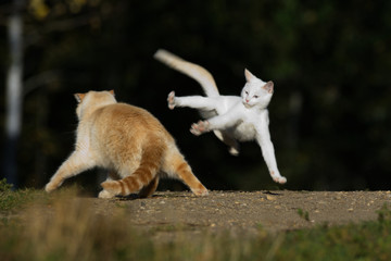 Naklejka na ściany i meble A Ginger Cat and White Cat Play Fighting